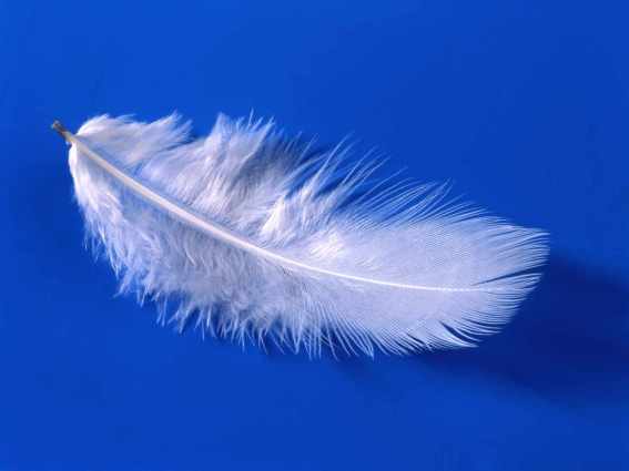 feather-hd-wallpaper_04